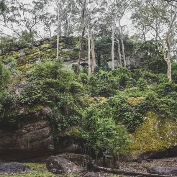 Australian native trees and ground cover growing on a rocky outcrop